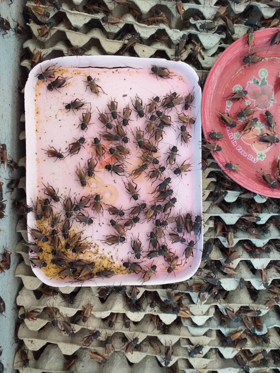 ? พช.ขอนแก่น : ร่วมประกวดวิสาหกิจชุมชนดีเด่นจังหวัดขอนแก่น ปี 2563 ?