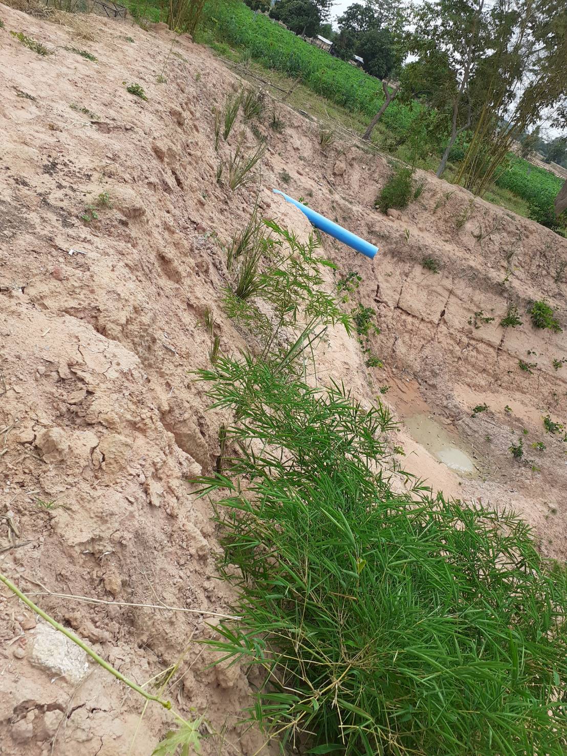 ? พช.ขอนแก่น เดินหน้าขับเคลื่อน “โคก หนอง นา โมเดล” อำเภอโนศิลา จังหวัดขอนแก่น ?
