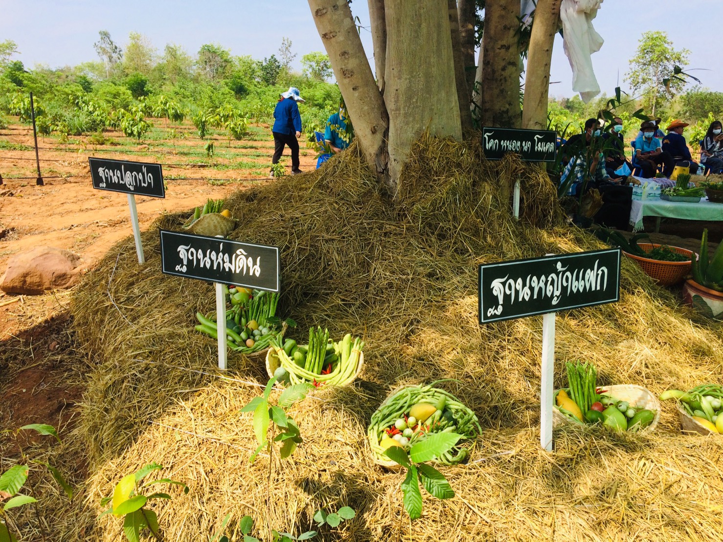 ? พช.ขอนแก่น รวมพลคนสร้าง “โคก หนอง นา โมเดล มีป่า มีน้ำ มีกิน” อำเภอมัญจาคีรี จังหวัดขอนแก่น ?