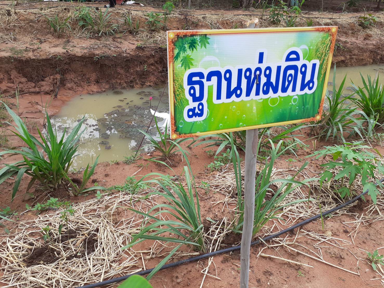 ? พช.ขอนแก่น เดินหน้า เอามื้อสามัคคี “โคก หนอง นาโมเดล” ?