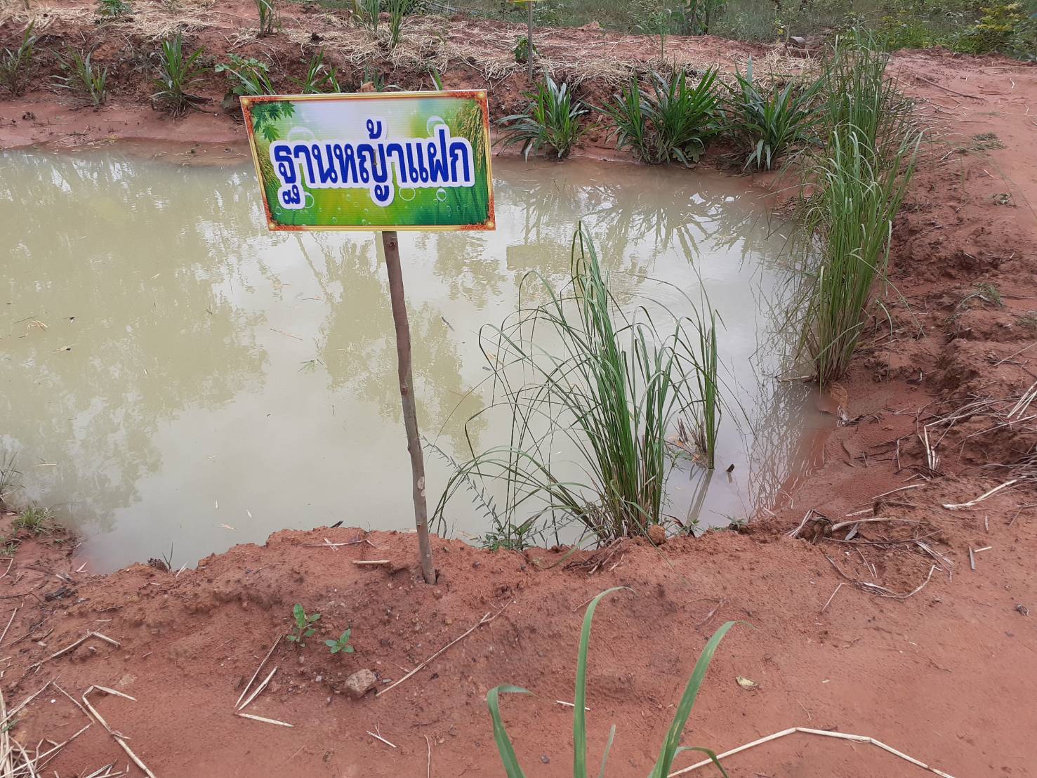 ? พช.ขอนแก่น เดินหน้า เอามื้อสามัคคี “โคก หนอง นาโมเดล” ?