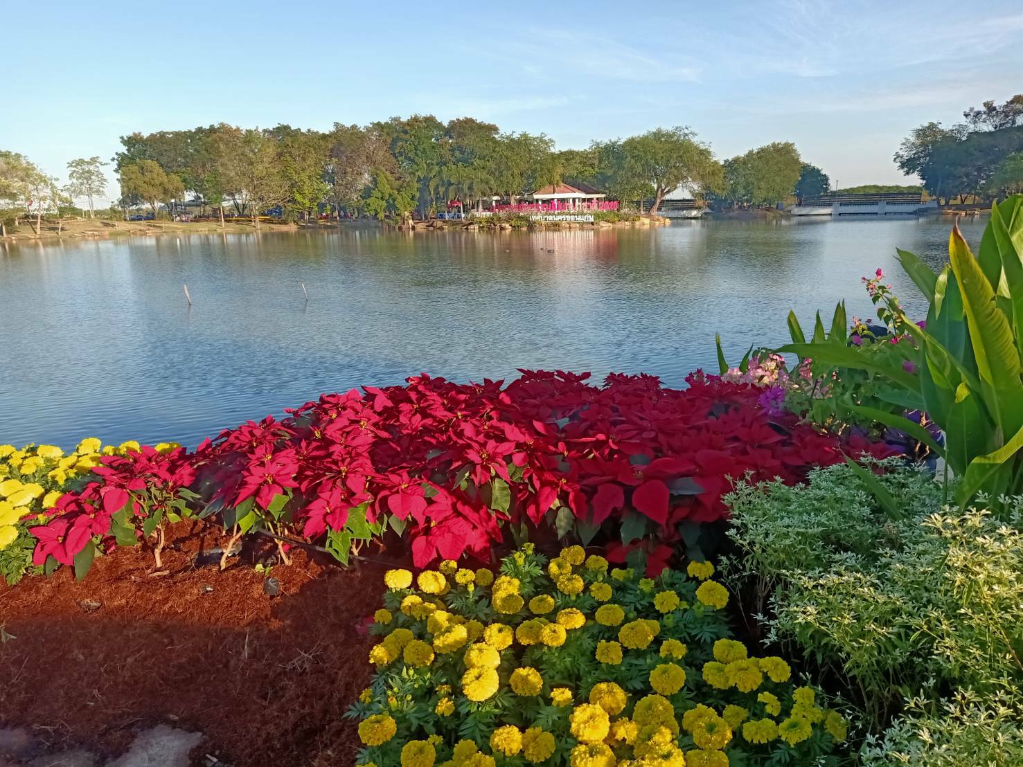 ? เริ่มแล้ว ! งาน“มหัศจรรย์พรรณไม้นานาชาติ” (Amazing International Flower Festival in Khon Kaen 2020) จังหวัดขอนแก่น ประจำปี 2564 ?