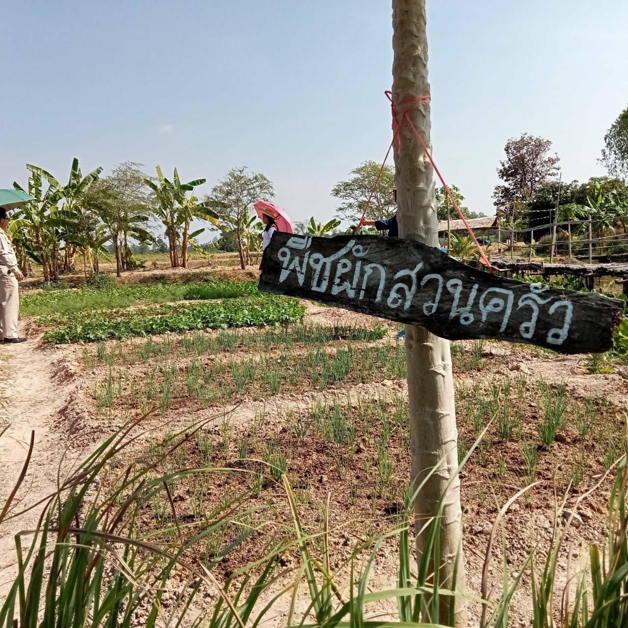 จังหวัดขอนแก่น : แรงไม่แผ่ว!!! เดินหน้าขับเคลื่อนการน้อมนำแนวพระราชดำริของสมเด็จพระกนิษฐาธิราชเจ้า กรมสมเด็จพระเทพรัตนราชสุดา ฯ สยามบรมราชกุมารี สร้างความมั่นคงทางอาหาร สู่ปฏิบัติการปลูกผักสวนครัวเพื่อสร้างความมั่นคงทางอาหาร ย้ำภายใน 30 พฤศจิกายน 2565 ทุกอำเภอ ปลูกพืชผักสวนครัว ครบ 100 %