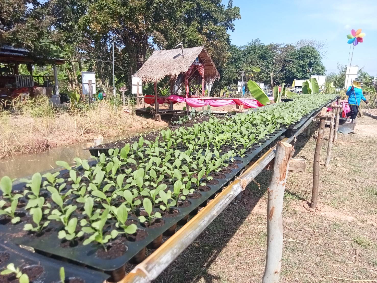 จังหวัดขอนแก่น : เดินหน้าขับเคลื่อนการน้อมนำแนวพระราชดำริของสมเด็จพระกนิษฐาธิราชเจ้า กรมสมเด็จพระเทพรัตนราชสุดา ฯ สยามบรมราชกุมารี สร้างความมั่นคงทางอาหาร พร้อม Kick off ปฏิบัติการ 45 วัน ปลูกผักสวนครัว รณรงค์ปลูกพืชผักสมุนไพร ต้านภัย COVID – 19 