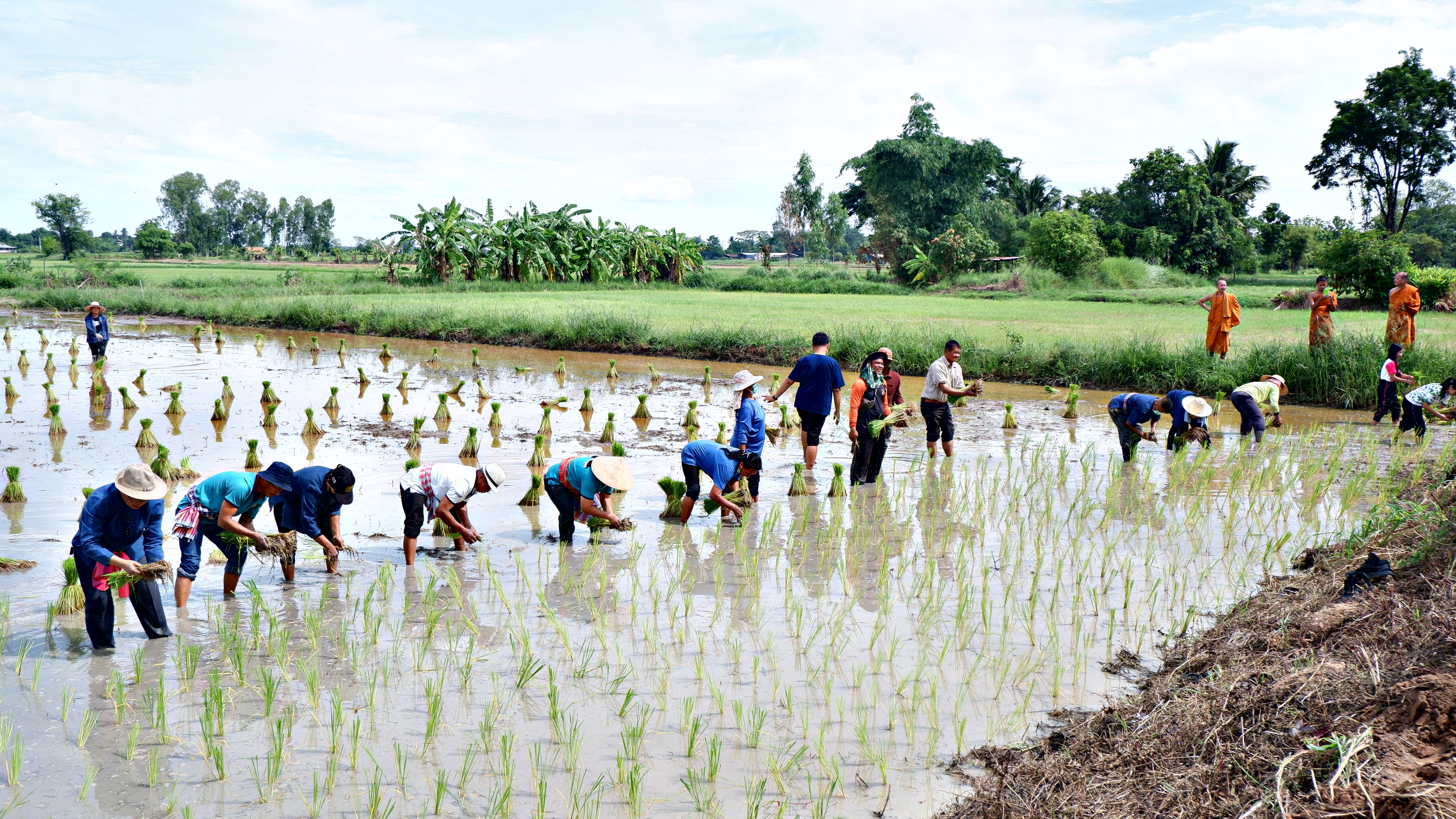 จังหวัดขอนแก่น : จัดกิจกรรม “สืบสานประเพณีปลูกข้าวแปลงนาสาธิต “ปลูกข้าววันแม่ เก็บเกี่ยววันพ่อ”