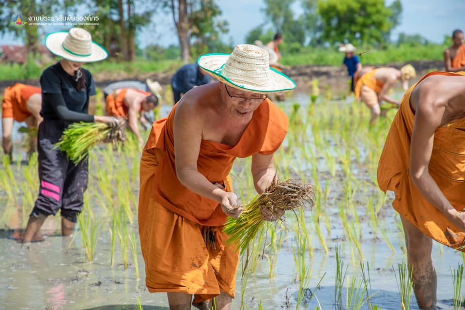 จังหวัดขอนแก่น : จัดกิจกรรม “สืบสานประเพณีปลูกข้าวแปลงนาสาธิต “ปลูกข้าววันแม่ เก็บเกี่ยววันพ่อ”