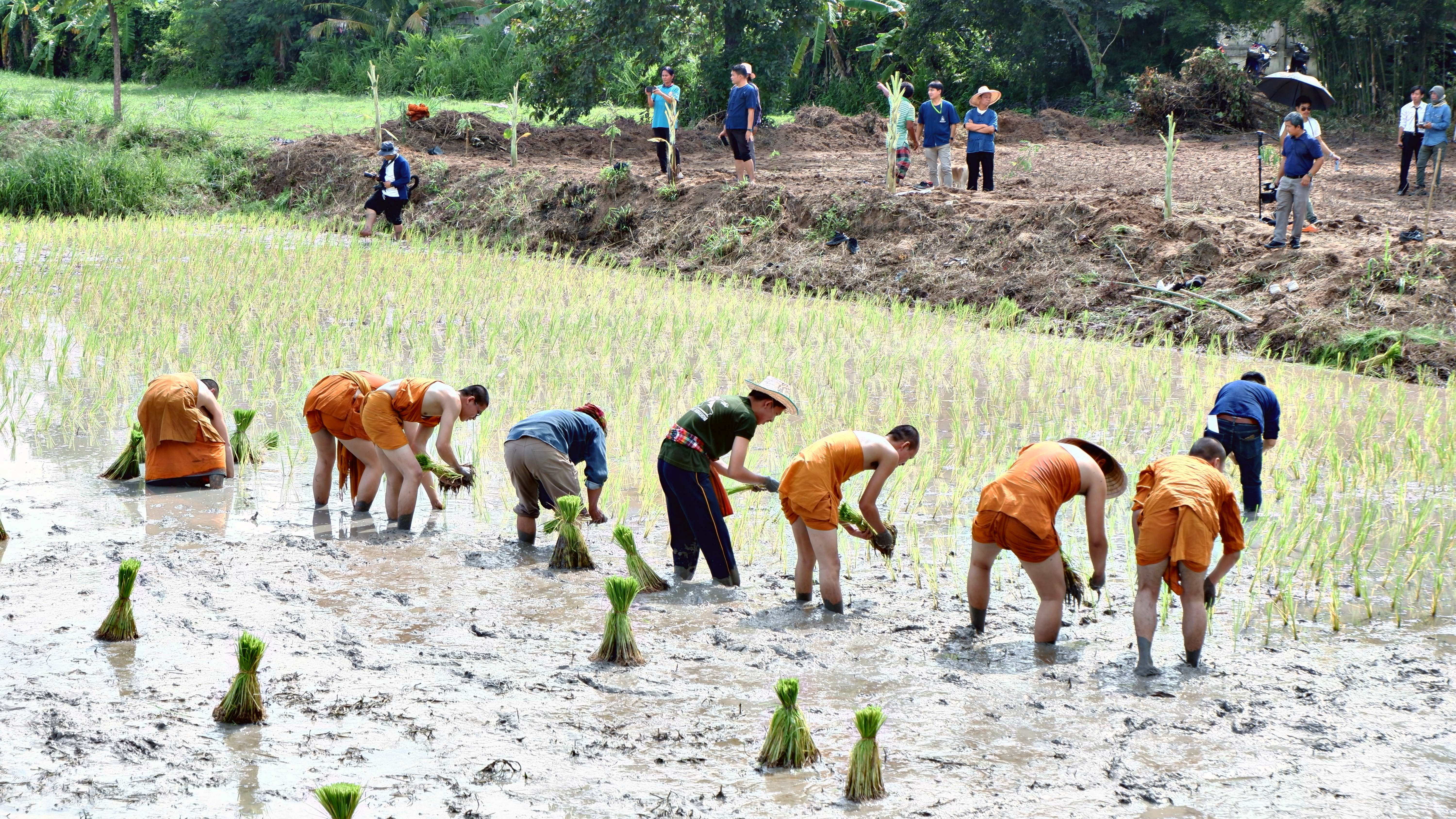 จังหวัดขอนแก่น : จัดกิจกรรม “สืบสานประเพณีปลูกข้าวแปลงนาสาธิต “ปลูกข้าววันแม่ เก็บเกี่ยววันพ่อ”