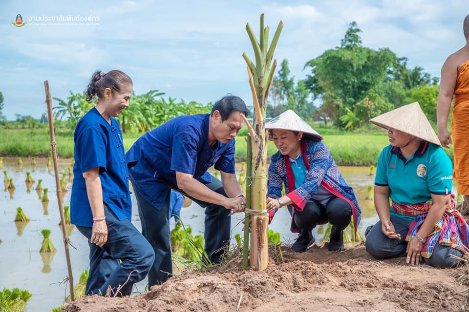 จังหวัดขอนแก่น : จัดกิจกรรม “สืบสานประเพณีปลูกข้าวแปลงนาสาธิต “ปลูกข้าววันแม่ เก็บเกี่ยววันพ่อ”