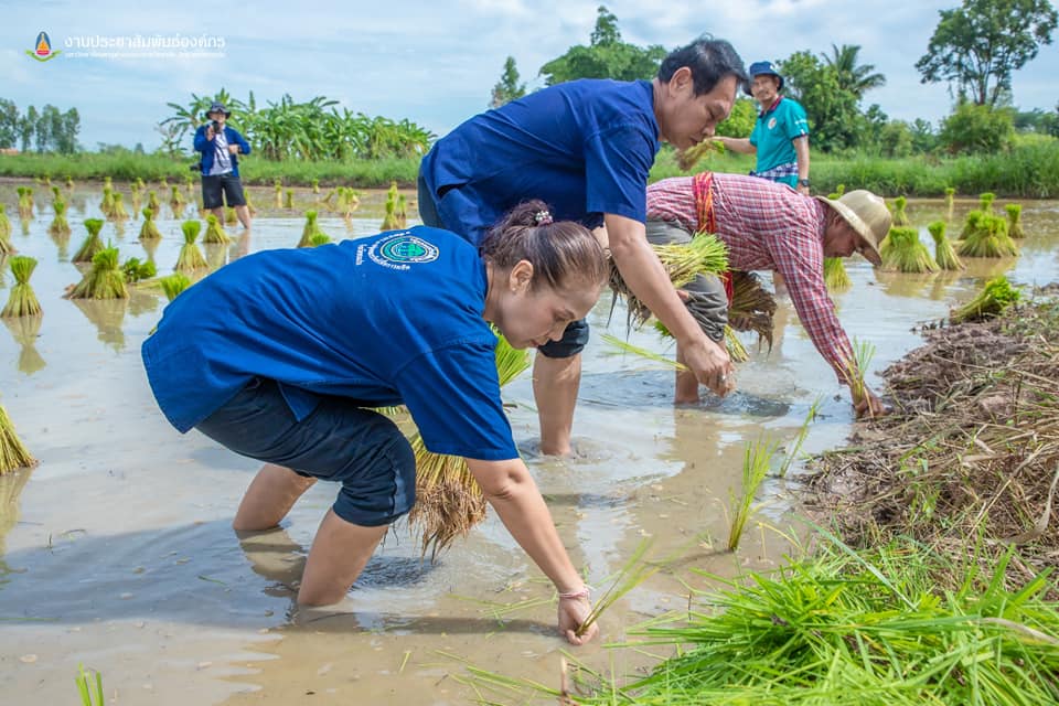 จังหวัดขอนแก่น : จัดกิจกรรม “สืบสานประเพณีปลูกข้าวแปลงนาสาธิต “ปลูกข้าววันแม่ เก็บเกี่ยววันพ่อ”