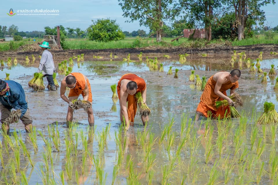 จังหวัดขอนแก่น : จัดกิจกรรม “สืบสานประเพณีปลูกข้าวแปลงนาสาธิต “ปลูกข้าววันแม่ เก็บเกี่ยววันพ่อ”