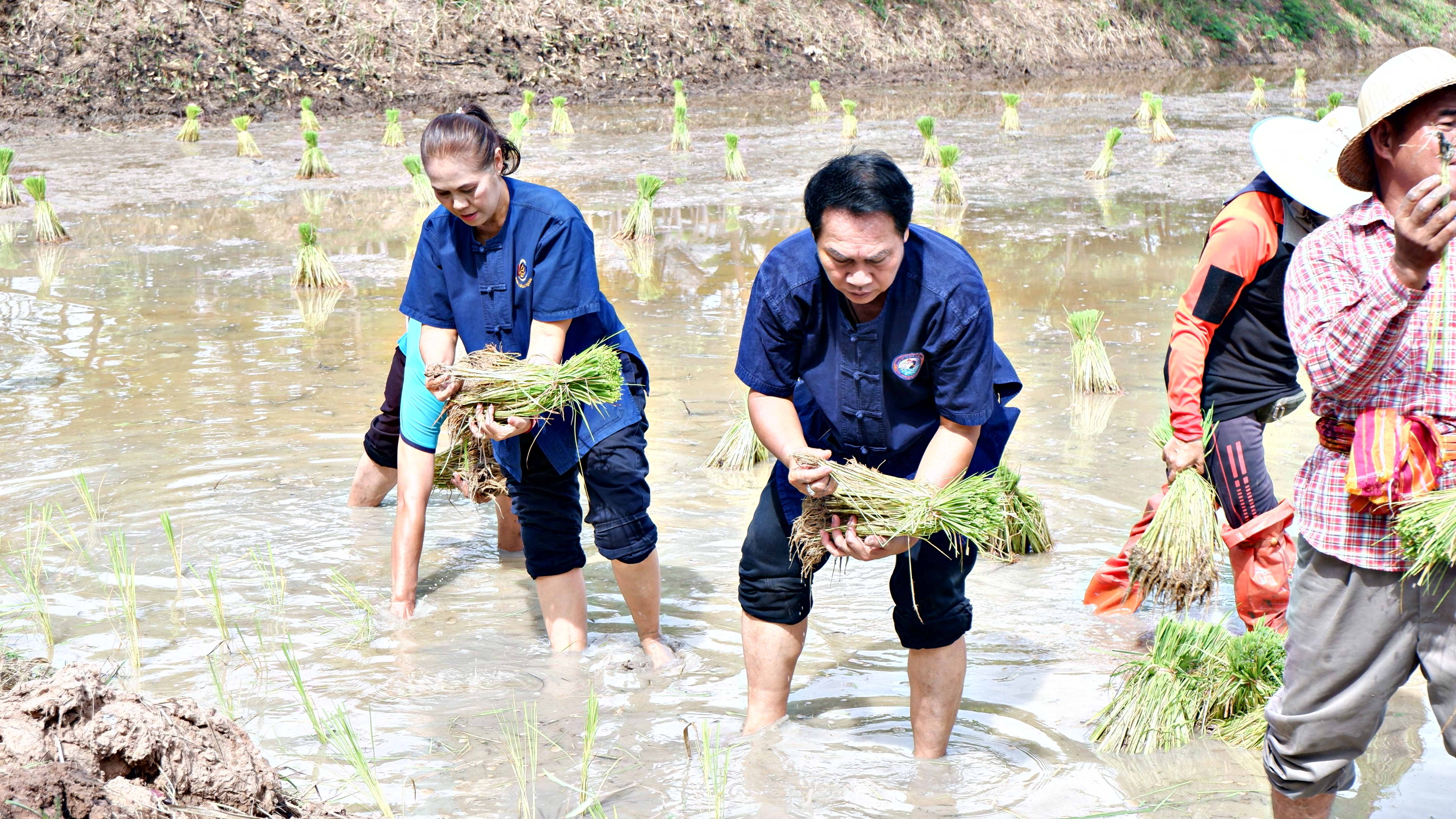 จังหวัดขอนแก่น : จัดกิจกรรม “สืบสานประเพณีปลูกข้าวแปลงนาสาธิต “ปลูกข้าววันแม่ เก็บเกี่ยววันพ่อ”