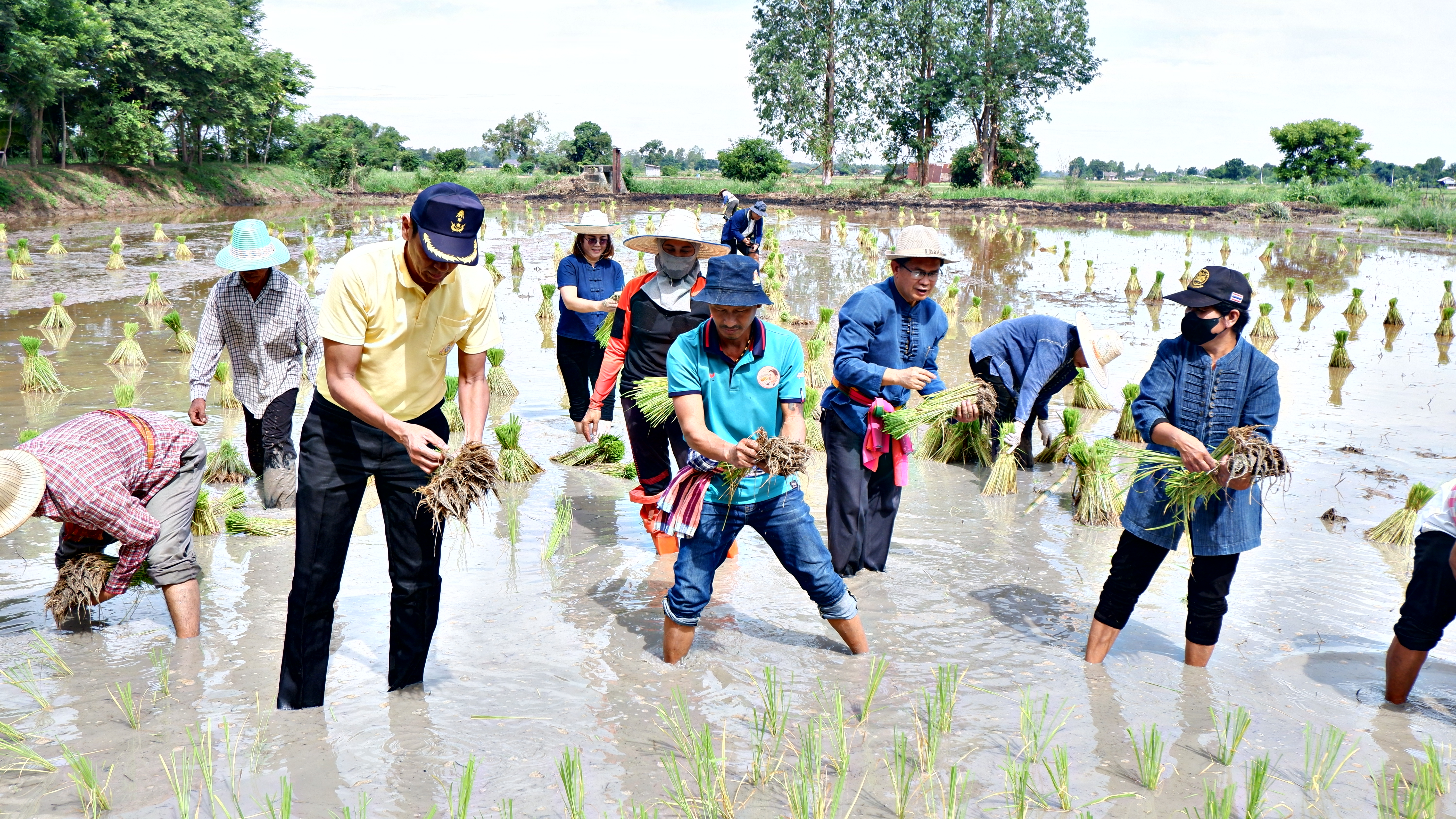จังหวัดขอนแก่น : จัดกิจกรรม “สืบสานประเพณีปลูกข้าวแปลงนาสาธิต “ปลูกข้าววันแม่ เก็บเกี่ยววันพ่อ”