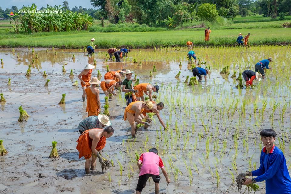 จังหวัดขอนแก่น : จัดกิจกรรม “สืบสานประเพณีปลูกข้าวแปลงนาสาธิต “ปลูกข้าววันแม่ เก็บเกี่ยววันพ่อ”