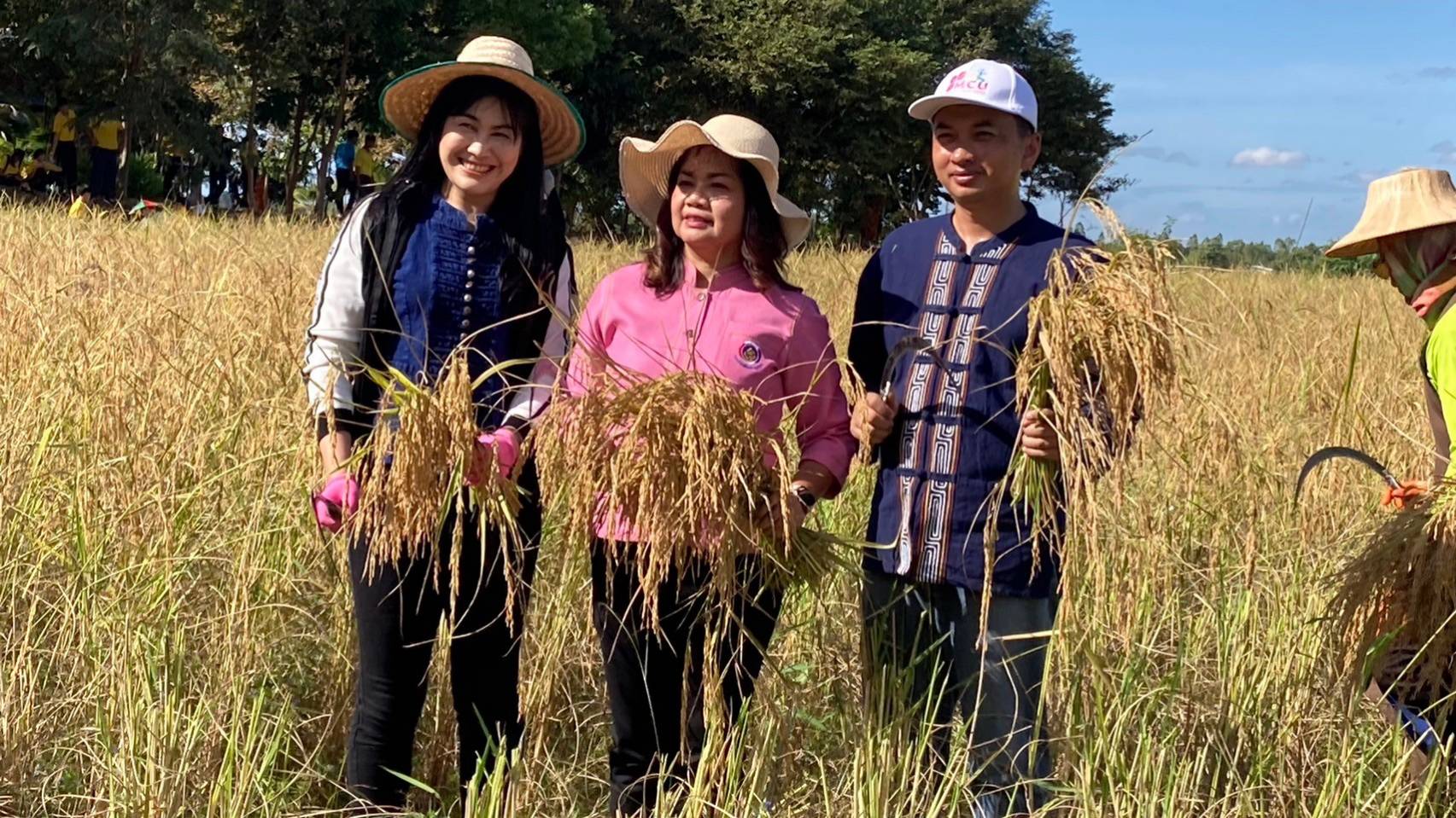 พช.ขอนแก่น ร่วมกิจกรรมลงแขกเกี่ยวข้าว กิจกรรม”สืบสานประเพณีลงแขกเกี่ยวข้าว ปลูกวันแม่ เกี่ยววันพ่อ”