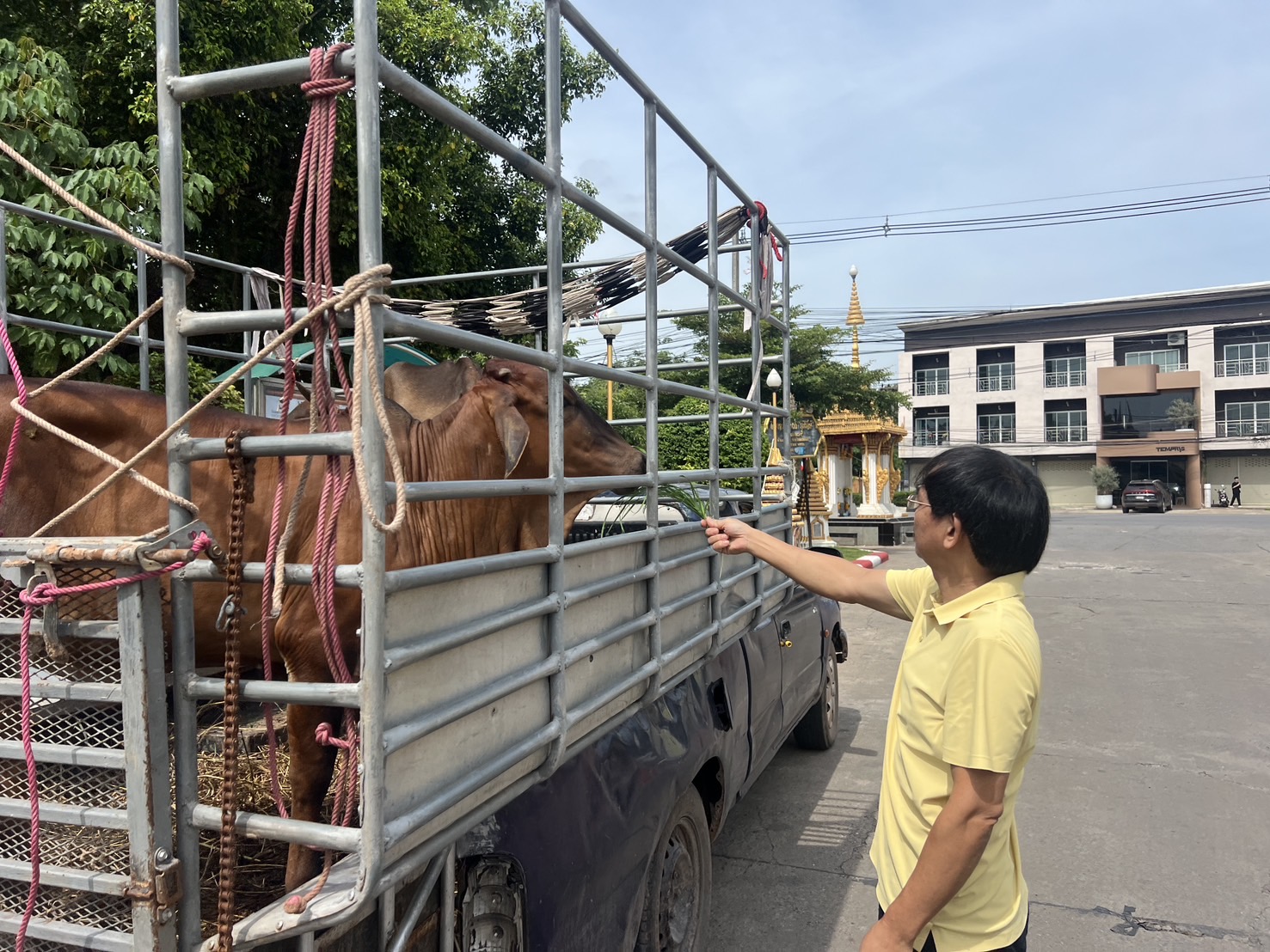 พช.ขอนแก่น : ผู้มีจิตศรัทธาไถ่ชีวิตโค มอบให้ครัวเรือนครัวเรือนยากจนเป้าหมายในโครงการขจัดความยากจนและพัฒนาคนทุกช่วงวัยอย่างยั่งยืนตามหลักปรัชญาของเศรษฐกิจพอเพียง อำเภอโนนศิลาและอำเภอโคกโพธิ์ไชย